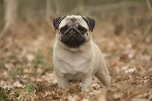 050719: Pug dog outdoors