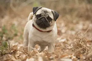 050719: Pug dog outdoors