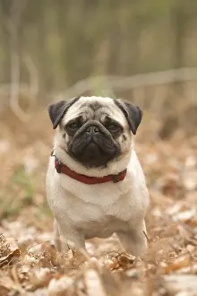 050719: Pug dog outdoors