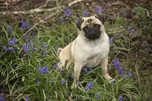 050719: Pug dog outdoors