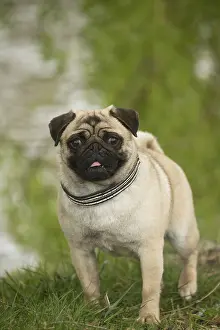 050719: Pug dog outdoors