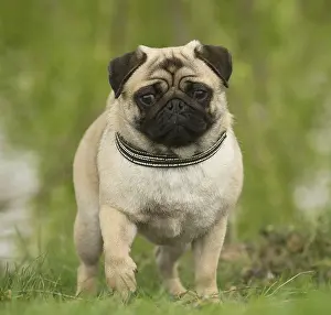 050719: Pug dog outdoors