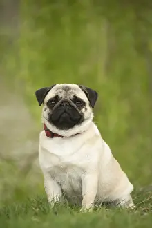 050719: Pug dog outdoors