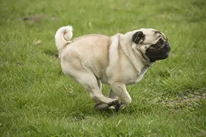 050719: Pug dog outdoors