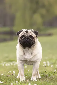 050719: Pug dog outdoors