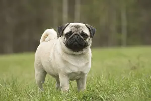 050719: Pug dog outdoors