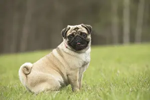 050719: Pug dog outdoors