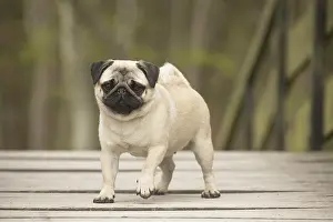 050719: Pug dog outdoors