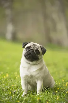 Pugs: Pug dog outdoors