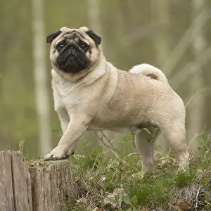Pugs: Pug dog outdoors