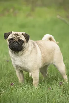 Pugs: Pug dog outdoors