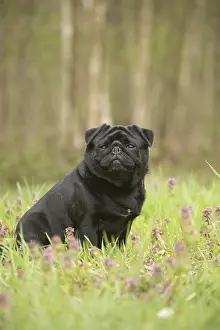 Pugs: Pug dog outdoors
