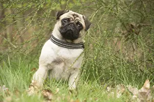 Pugs: Pug dog outdoors
