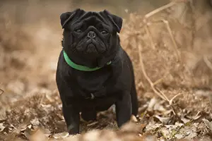 Pugs: Pug dog outdoors
