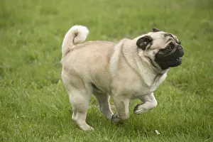 Pugs: Pug dog outdoors