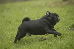 Pugs: Pug dog outdoors