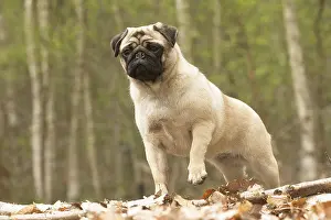 Lifting: Pug dog outdoors
