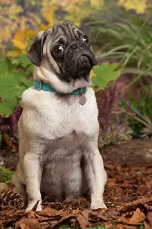 111019: Pug dog outdoors in Autumn