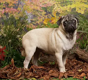 111019: Pug dog outdoors in Autumn