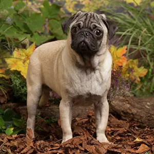 111019: Pug dog outdoors in Autumn