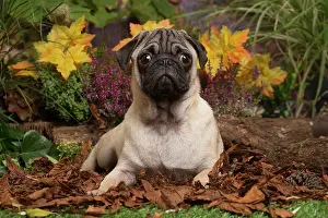 111019: Pug dog outdoors in Autumn