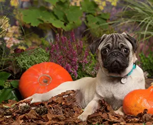 111019: Pug dog outdoors in Autumn
