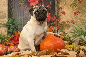 Hallowe En: Pug dog outdoors in autumn