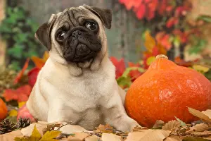 Hallowe En: Pug dog outdoors in autumn