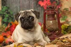 Pugs: Pug dog outdoors in autumn