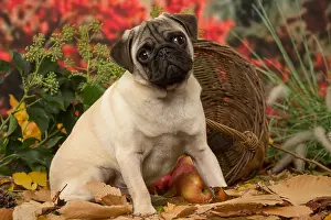 Pugs: Pug dog outdoors in autumn