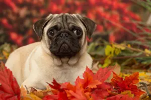 Pugs: Pug dog outdoors in autumn