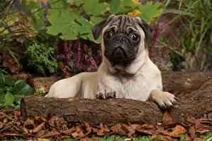 Pugs: Pug dog outdoors in Autumn