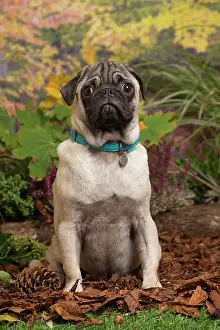 Pugs: Pug dog outdoors in Autumn