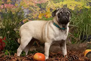 Pugs: Pug dog outdoors in Autumn