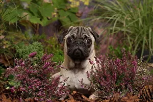 Pugs: Pug dog outdoors in Autumn