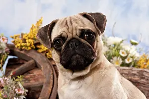 Fold: Pug dog, portrait