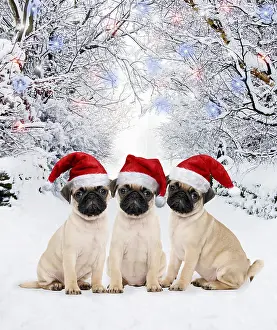 040718: Pug Dog, puppies wearing Christmas hats in winter