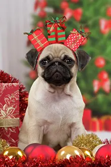 Novelty: Pug Dog, puppy 3 months old in Christmas scene