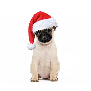 310320: Pug Dog - puppy wearing a red Christmas hat