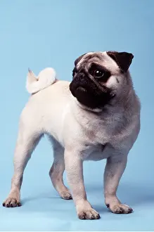 Pugs: Pug DOG - standing