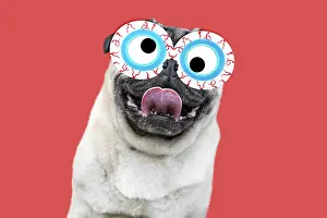 Googly: Pug Dog, wearing bloodshot eye glasses sticking tongue out