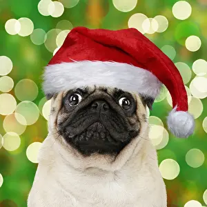 Shock: Pug dog, wearing Christmas hatss. Digital manipulation