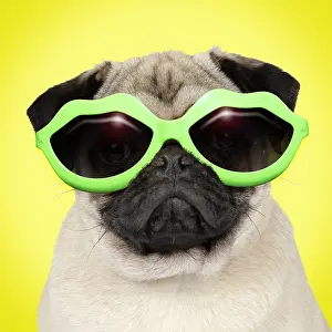 Lips: Pug Dog, wearing lip shpaed sunglasses