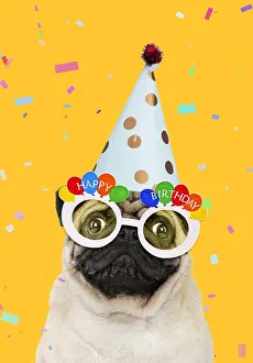 280219: Pug dog, wearing party hat and Happy Birthday