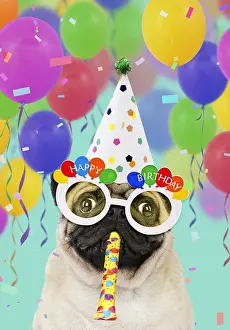 280219: Pug dog, wearing party hat, Happy Birthday sunglasses