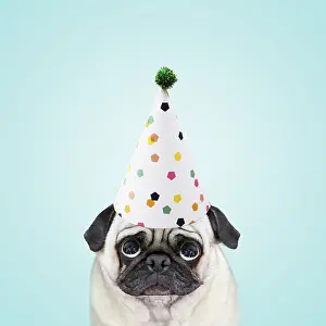 Miserable: Pug Dog wearing party hat looking sad