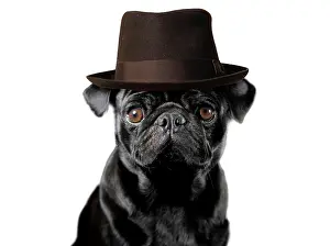 220719: Pug Dog wearing pork pie hat