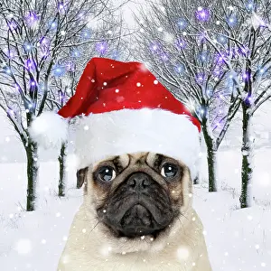 Falling: Pug Dog wearing a red Christmas Santa hat in a snowy