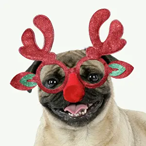 Rudolph: Pug Dog, wearing Rudolph antler Christmas glasses