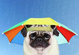 Miserable: Pug Dog wearing umbrella hat in the rain looking